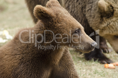 Young brown bear