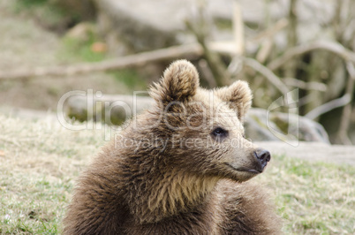 Young brown bear