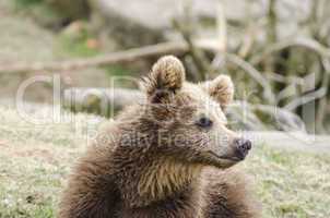 Young brown bear