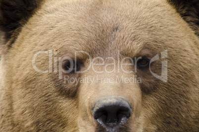 Face of a brown bear