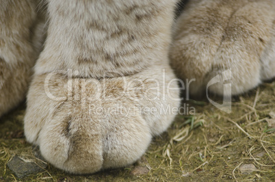 Paw of a Eurasian Lynx, Lynx lynx