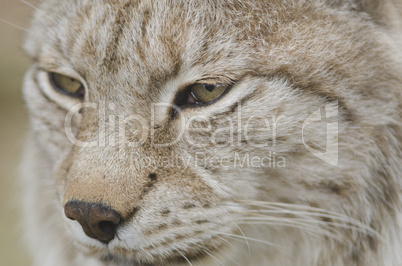 Portrait of a Eurasian lynx, Lynx lynx