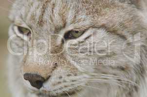 Portrait of a Eurasian lynx, Lynx lynx