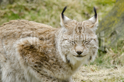 Eurasian lynx, Lynx lynx