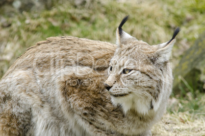 Eurasian lynx, Lynx lynx