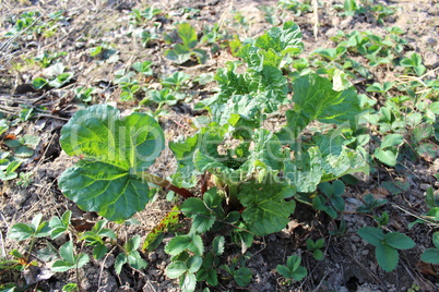 young sprout of a rhubard in the spring