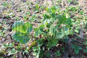 young sprout of a rhubard in the spring