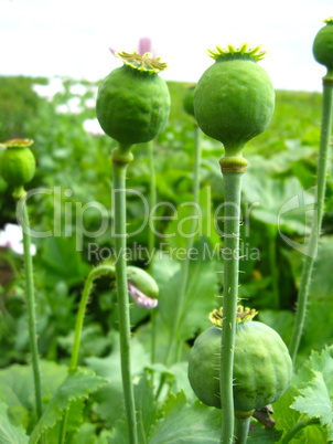 green heads of the poppy