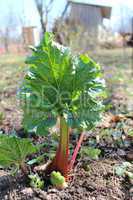 young sprout of a rhubard in the spring