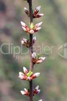 unopened buds of prunus tomentosa's flowers