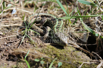 green small sleepy lizard after winter