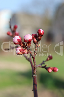swelling buds of flowers apricots