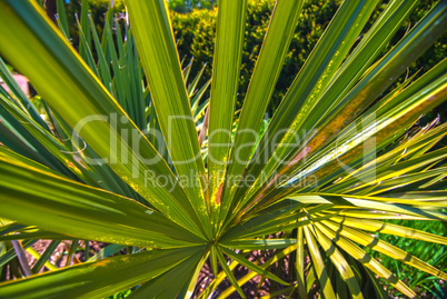 Close up photo of green palm tree leaf