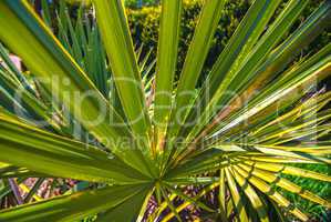 Close up photo of green palm tree leaf