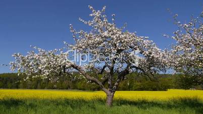 Apfelbäume im Rapsfeld