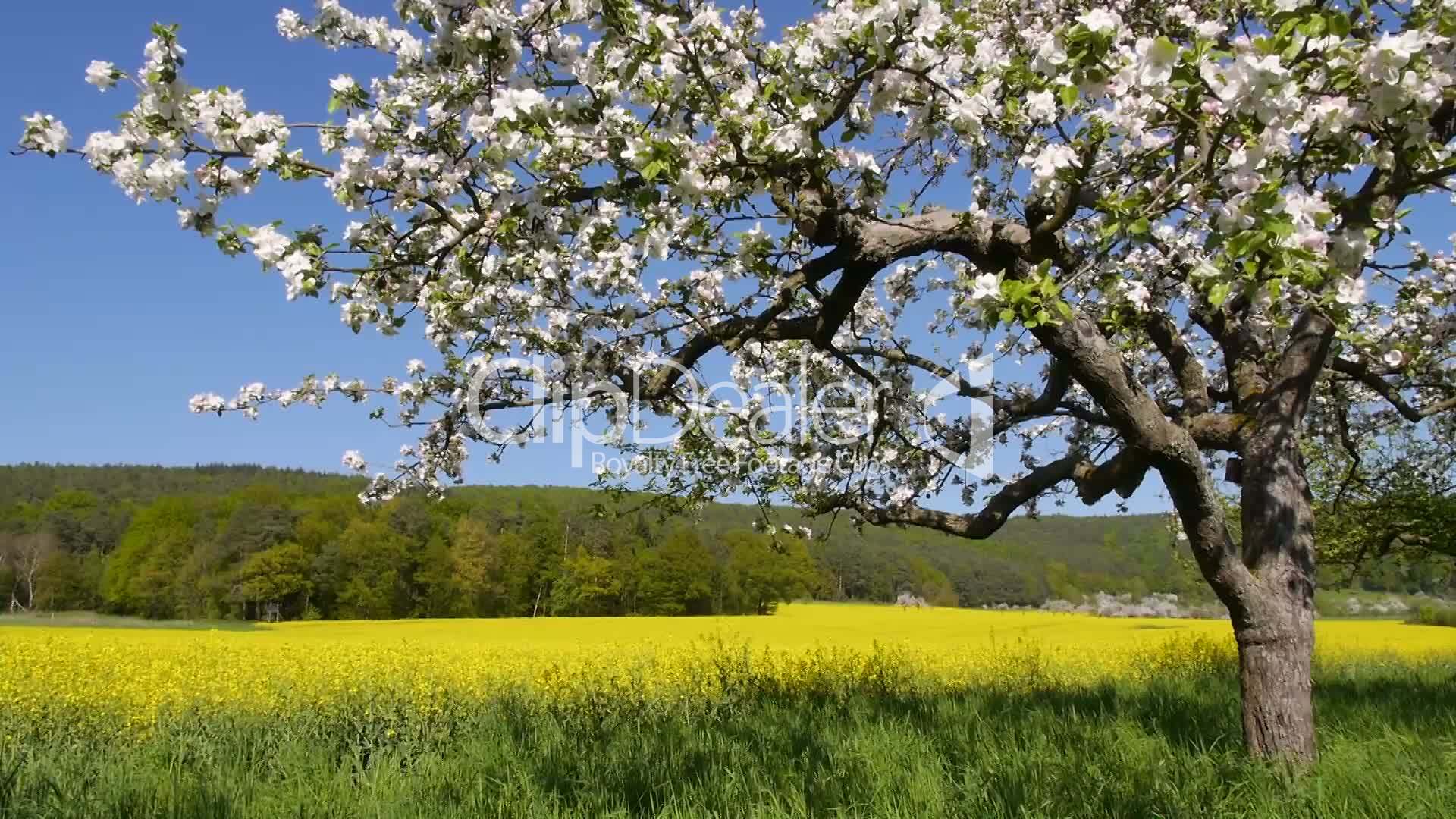 Apfelbaum im Rapsfeld: Lizenzfreie Stock Videos und Clips