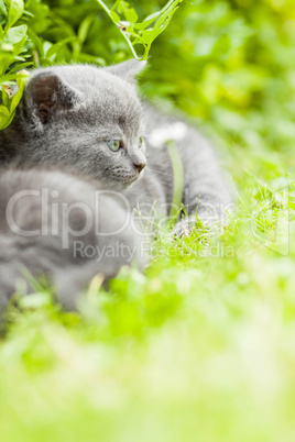 young grey kitten lying in the garden on fresh green grass