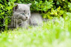 young grey kitten lying in the garden on fresh green grass