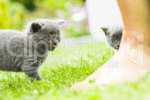 young grey kitten lying in the garden on fresh green grass