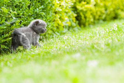 young grey kitten lying in the garden on fresh green grass