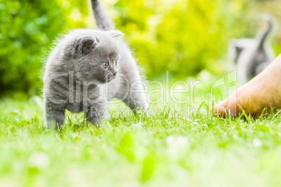 young grey kitten lying in the garden on fresh green grass