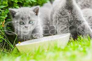 young grey kitten lying in the garden on fresh green grass