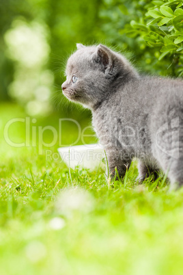 young grey kitten lying in the garden on fresh green grass