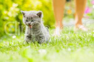 young grey kitten lying in the garden on fresh green grass