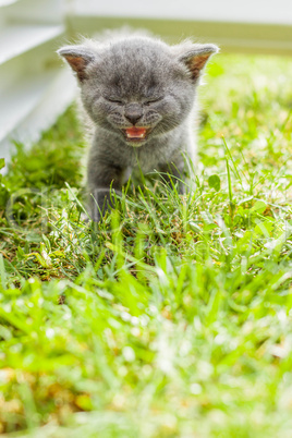 young grey kitten lying in the garden on fresh green grass