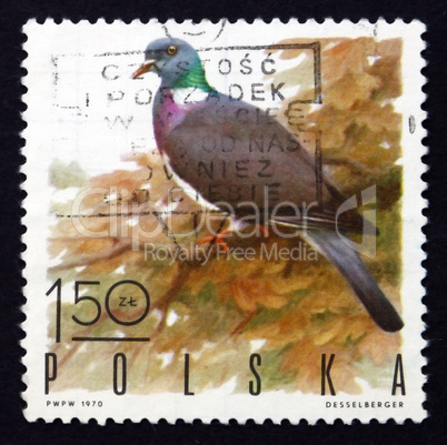 postage stamp poland 1970 wood pigeon, game bird
