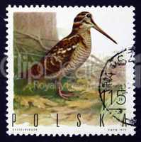 postage stamp poland 1970 woodcock, game bird