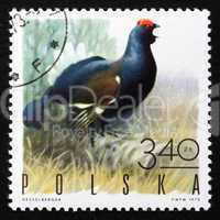 postage stamp poland 1970 black grouse, game bird
