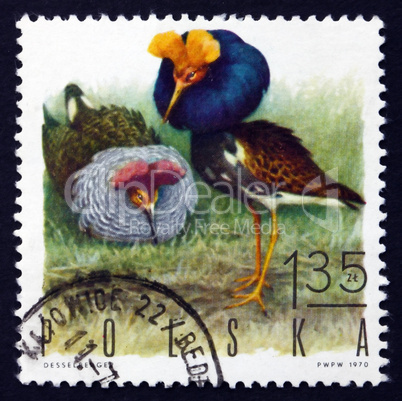 postage stamp poland 1970 ruffs, game bird