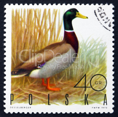postage stamp poland 1970 mallard drake, game bird