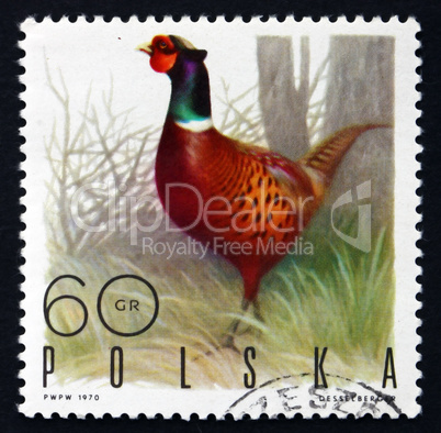 postage stamp poland 1970 ringnecked pheasant, game bird