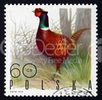 postage stamp poland 1970 ringnecked pheasant, game bird