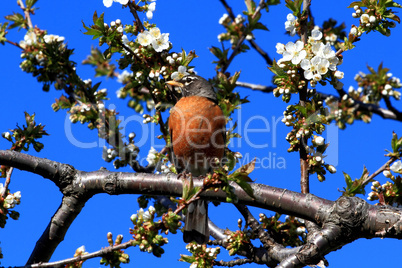 Robin bird and blooming Cherry Tree.
