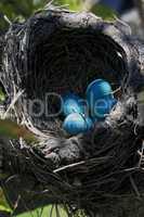 Close-up view of Robin bird nest over the tree vertical orientation