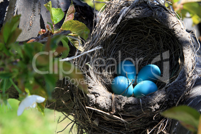 Robin bird nest over the cherry tree horizontal orientation