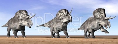 Zuniceratops dinosaurs in the desert - 3D render