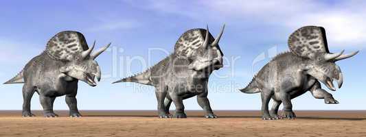Zuniceratops dinosaurs in the desert - 3D render