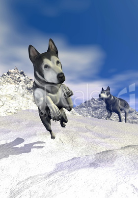 Malamute dogs in the mountain - 3D render