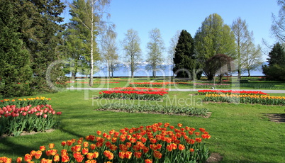 Springtime Tulips feast, Morges, Switzerland