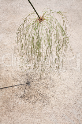 Papyrus green plant with reflect shadow on the floor