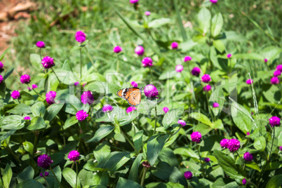 Plain tiger butterfly on globe amaranth or bachelor button