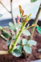 Rose sprouts grow on bushes planted in garden