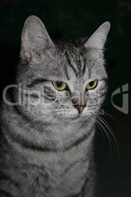 Katze