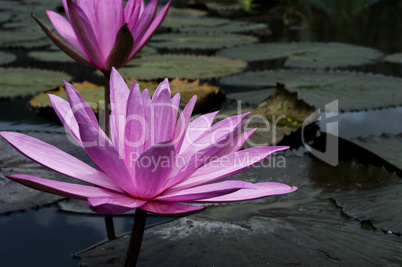 Nimphaea in Toba Lake.