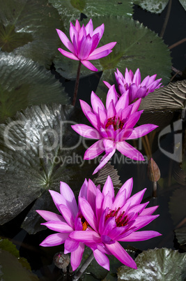 Nimphaea in Lake Toba.