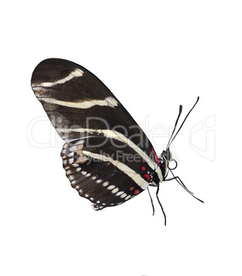 Zebra Longwing (Heliconius Charitonius) Butterfly